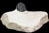 Nice Acastoides Trilobite - Foum Zguid, Morocco #39881-1